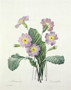 Primula (Sleutelbloem), gegraveerd door Bessin, uit 